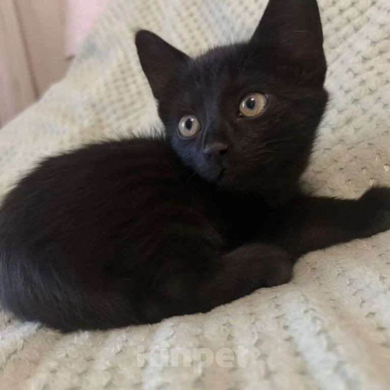 Кошки в Москве: Черный котенок в добрые руки Мальчик, Бесплатно - фото 5