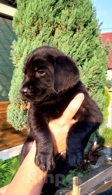 Собаки в Саратове: Щенки лабрадора-ретривера Мальчик, 55 000 руб. - фото 2