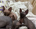 Кошки в Саратове: Котята сфинкса Мальчик, 20 000 руб. - фото 2