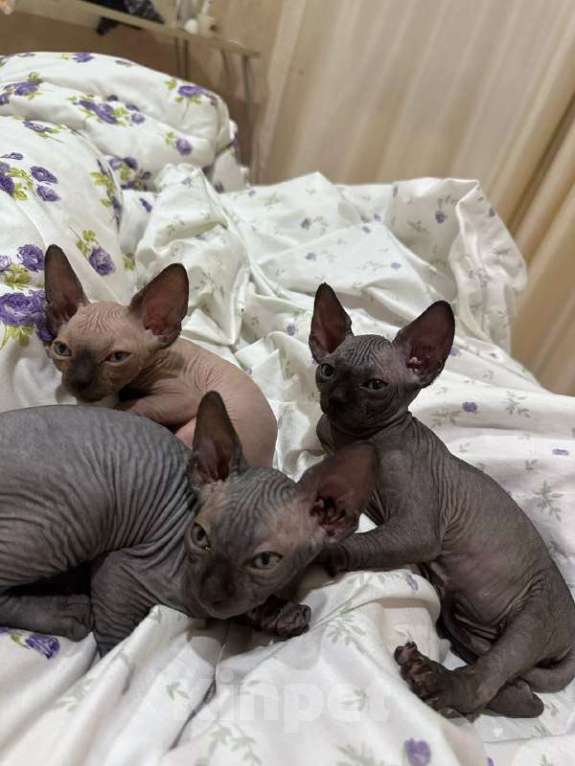 Кошки в Саратове: Котята сфинкса Мальчик, 20 000 руб. - фото 2
