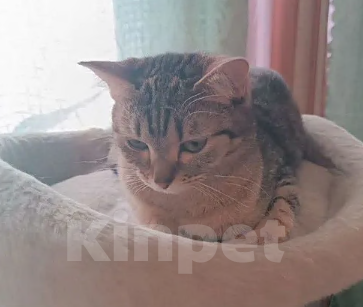 Кошки в Новосибирске: Отдам кошечку в добрые руки Девочка, Бесплатно - фото 4