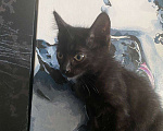 Кошки в Москве: Котята в добрые руки Мальчик, 1 руб. - фото 2