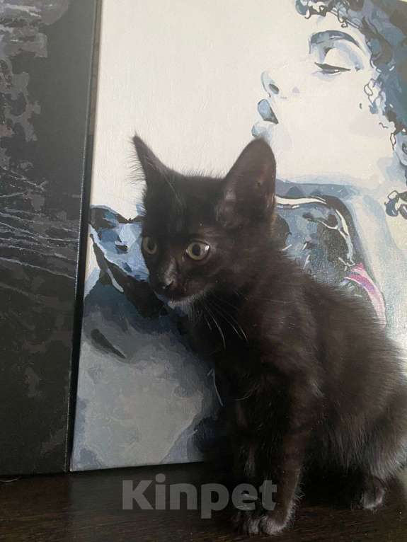 Кошки в Москве: Котята в добрые руки Мальчик, 1 руб. - фото 2