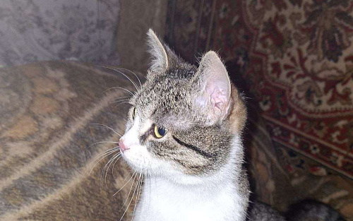 Очаровательная Мисси в поисках дома