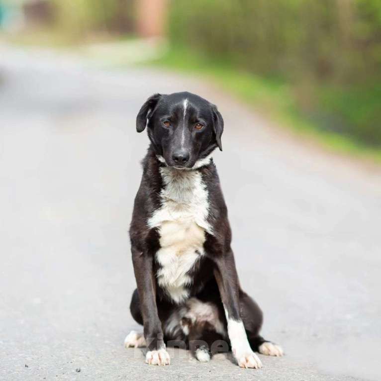 Собаки в Москве: Бурбона обижают из-за небольшого размера Мальчик, Бесплатно - фото 3