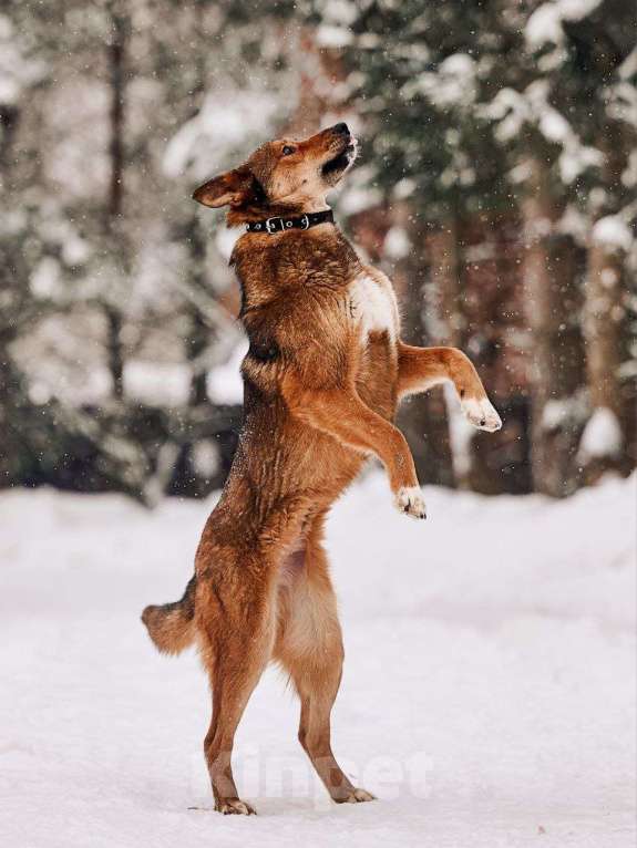 Собаки в Лосином-Петровском: Алиса якутенок Девочка, Бесплатно - фото 1