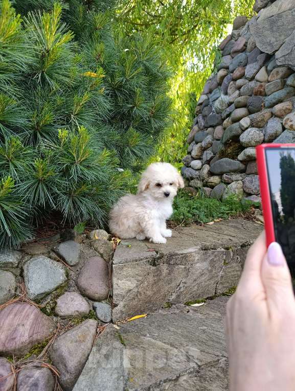 Собаки в Краснознаменске: Продаю щенка мальтипу Мальчик, 150 000 руб. - фото 3