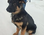Собаки в Серове: Щенок немецкой овчарки Мальчик, Бесплатно - фото 8