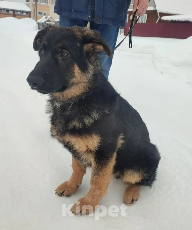 Собаки в Серове: Щенок немецкой овчарки Мальчик, Бесплатно - фото 8