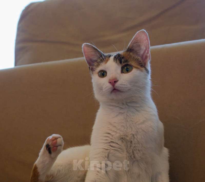 Кошки в Москве: Трехцветная кото-мартышка Маришка в добрые руки Девочка, Бесплатно - фото 9