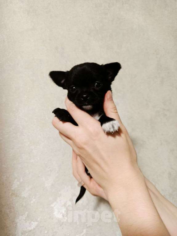 Собаки в Клине: Фаворитка Девочка, 50 000 руб. - фото 1