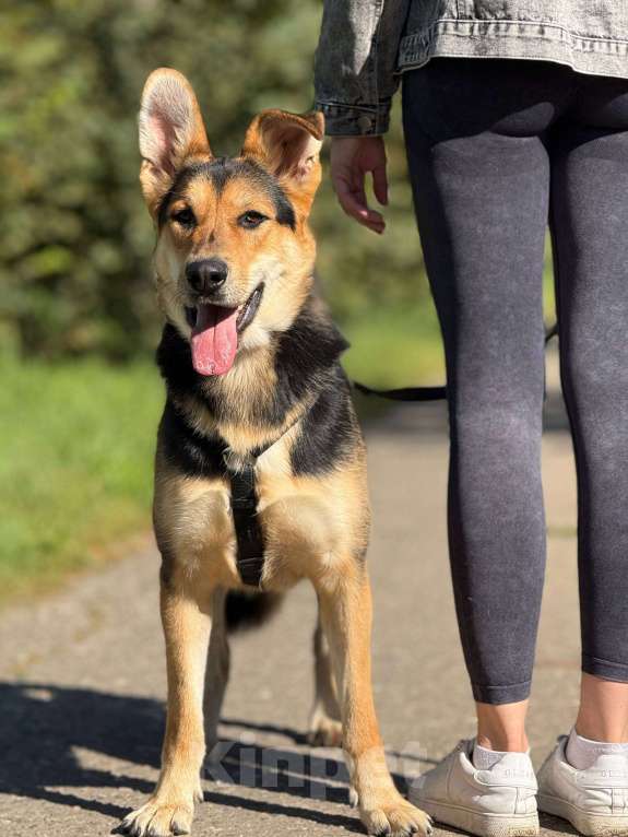 Собаки в Москве: Харди ушастый овчар Мальчик, Бесплатно - фото 10