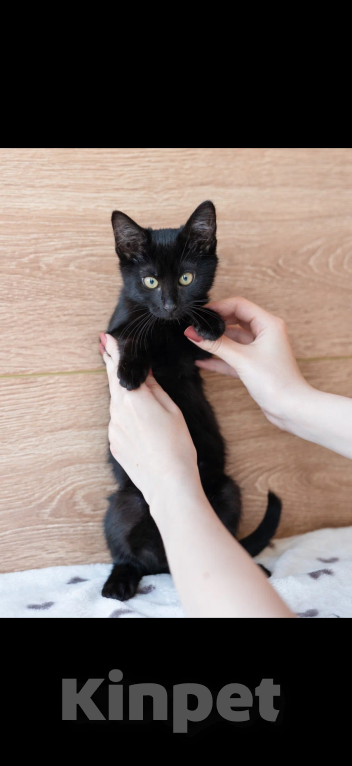 Кошки в Москве: Оникс хочет домой  Мальчик, Бесплатно - фото 4