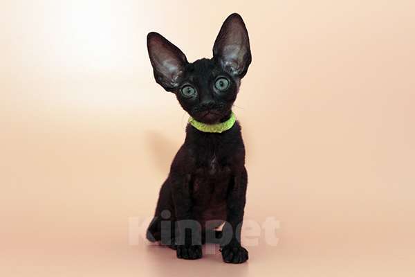 Кошки в Москве: малыши к резервированию. питомник Корнелита Мальчик, 55 000 руб. - фото 2