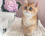 Кошки в Владивостоке: Девочка британская короткошерстная Девочка, 60 000 руб. - фото 3