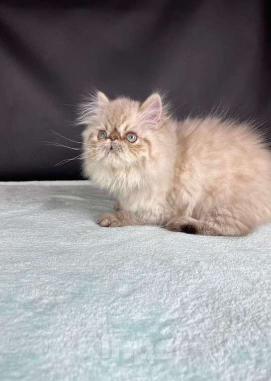 Кошки в Яхроме: Ручной, мурлыкающий игрун))) Персидский, голубоглазый котенок. Мальчик, 45 000 руб. - фото 2