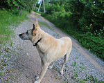 Собаки в Дубне: Милая Белла ищет дом  Девочка, 10 руб. - фото 5