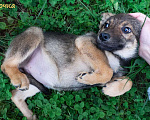 Собаки в Москве: Пристраиваются щенки в добрые и ответственные ручки, 1 руб. - фото 2