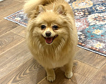 Собаки в Санкт-Петербурге: Померанский шпиц Мальчик, Бесплатно - фото 1