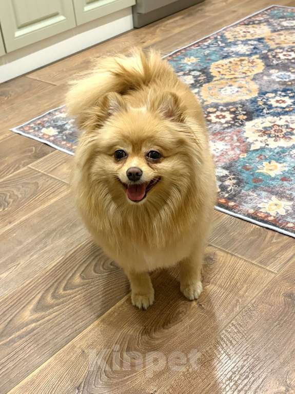 Собаки в Санкт-Петербурге: Померанский шпиц Мальчик, Бесплатно - фото 1