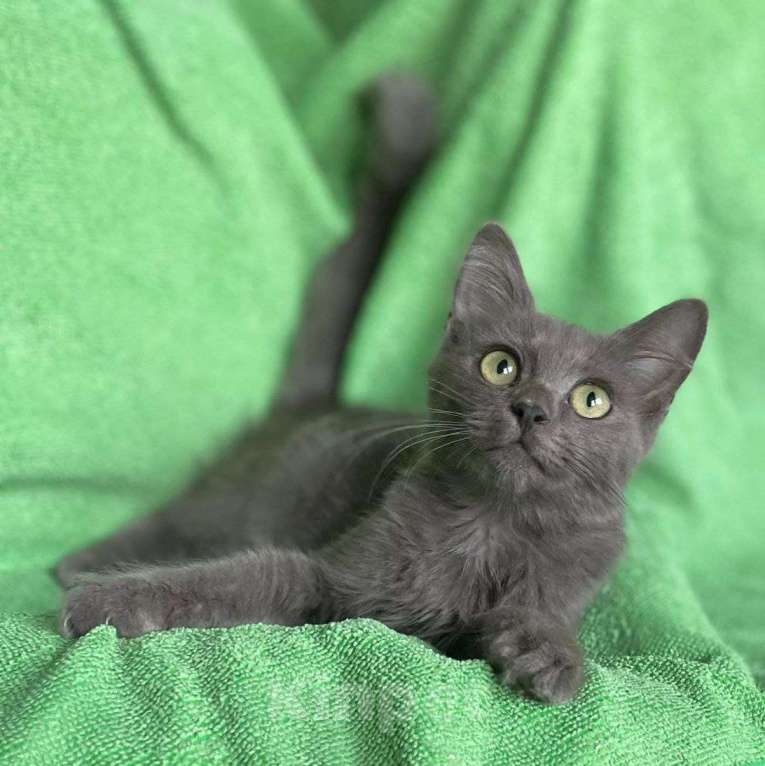 Кошки в Москве: Маленького котенка нашли на помойке 🆘️ Срочный поиск дома Мальчик, Бесплатно - фото 4