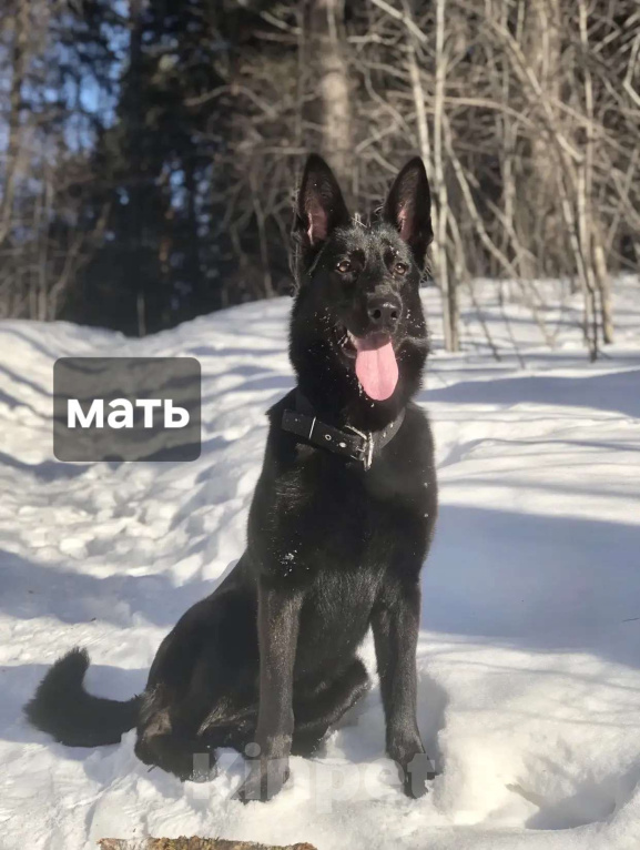 Собаки в Новосибирске: Щенки Немецкой овчарки Разнополые, 20 000 руб. - фото 7