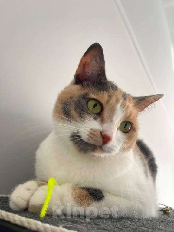Кошки в Москве: кошка Манюня ищет дом Девочка, Бесплатно - фото 4