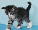 Кошки в Москве: Сибирские котята Мальчик, Бесплатно - фото 10