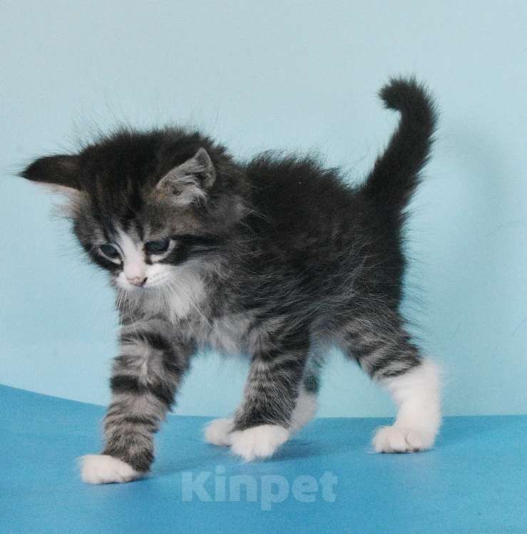 Кошки в Москве: Сибирские котята Мальчик, Бесплатно - фото 10