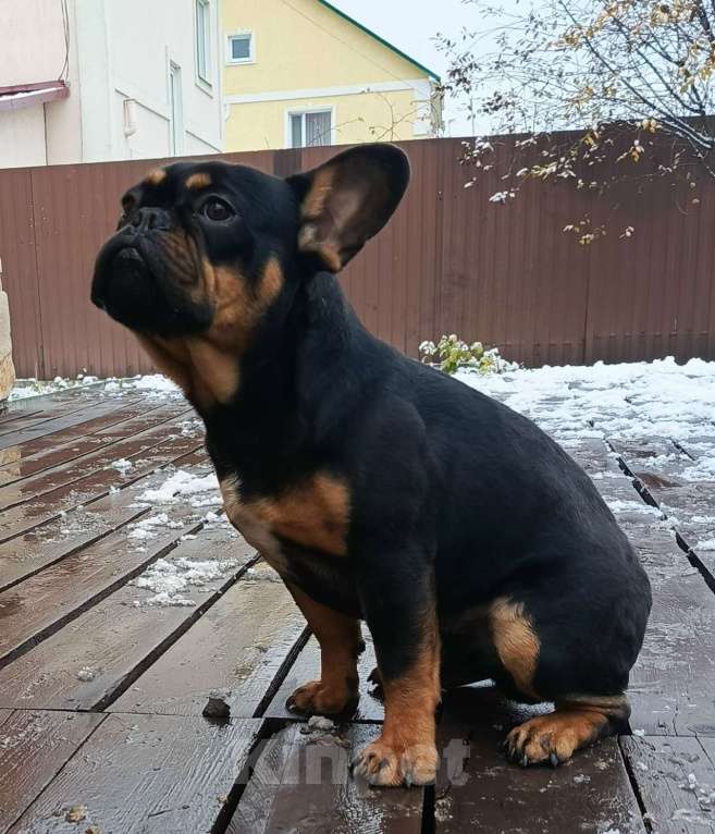 Собаки в Тюмени: французский бульдог мальчик Мальчик, Бесплатно - фото 3