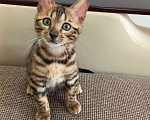 Кошки в Москве: Бенгальская девочка Девочка, 25 000 руб. - фото 4