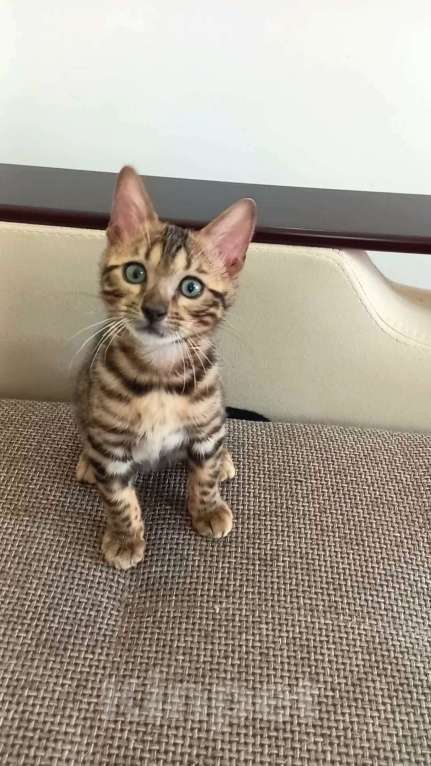 Кошки в Москве: Бенгальская девочка Девочка, 25 000 руб. - фото 4