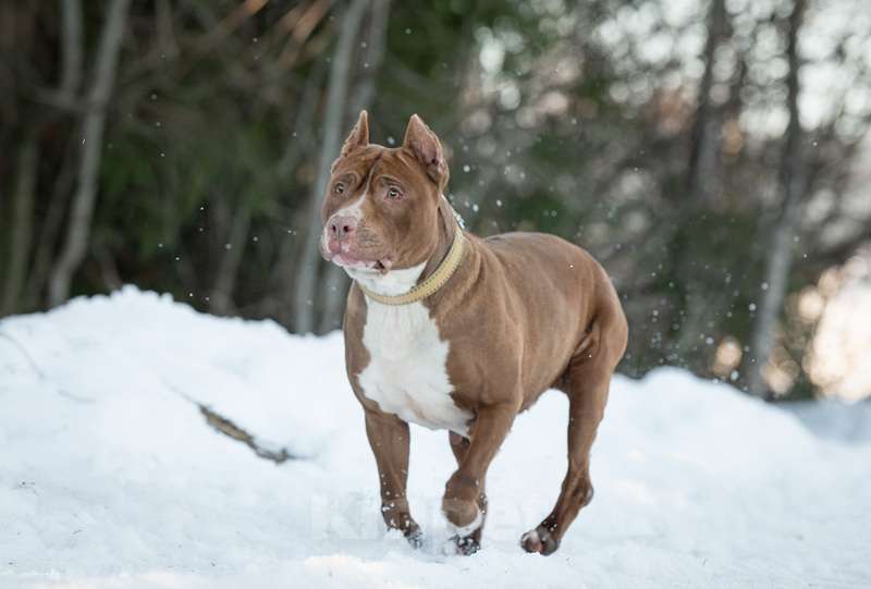 Собаки в Москве: Молодой питбуль шоколадного окраса Паула в добрые руки Девочка, 1 руб. - фото 3