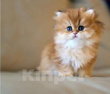 Кошки в Москве: Британский котенок Девочка, 35 000 руб. - фото 3