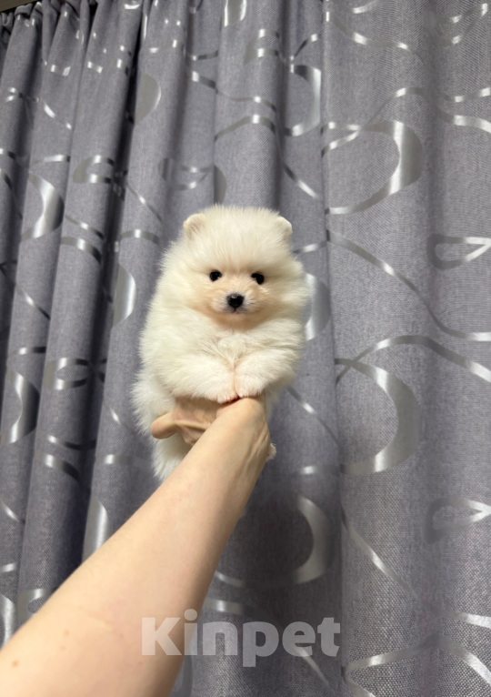 Собаки в Москве: Девочка Девочка, 30 000 руб. - фото 1