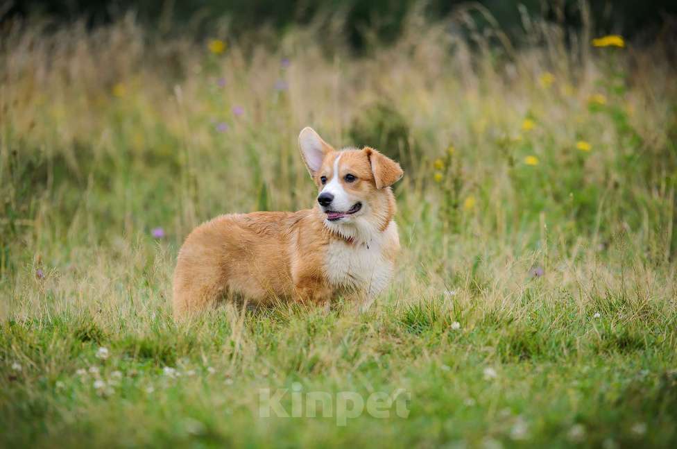 Собаки в Фрязино: Щенок корги, мальчик Мальчик, 65 000 руб. - фото 5