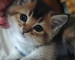 Кошки в Севастополе: Котенок Мальчик, Бесплатно - фото 2