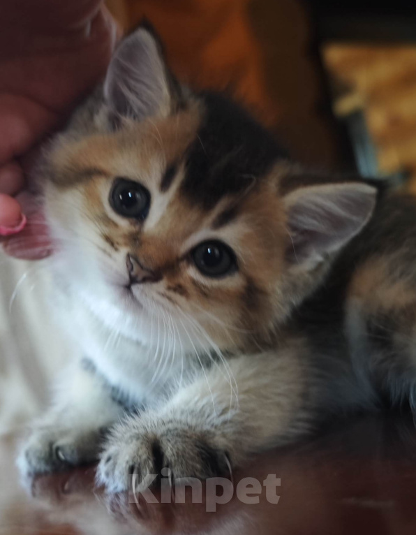 Кошки в Севастополе: Котенок Мальчик, Бесплатно - фото 2