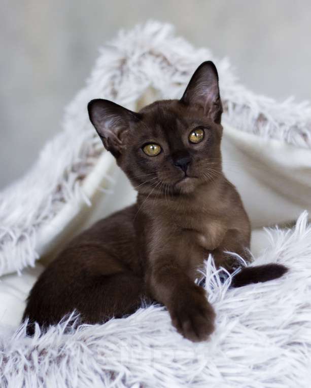 Кошки в Санкт-Петербурге: Бурманская кошечка соболиного окраса из питомника в С-Пб BURHOUSE Девочка, 80 руб. - фото 2