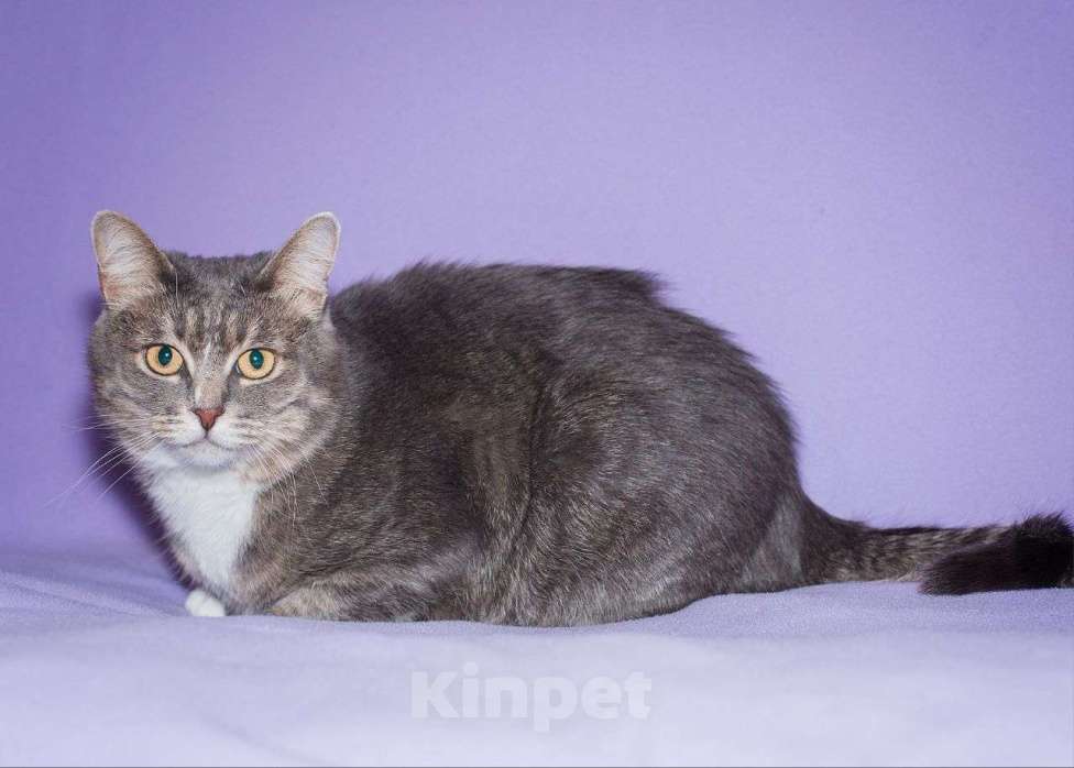 Кошки в Москве: Серебристая Сапфира ищет дом! Девочка, Бесплатно - фото 2