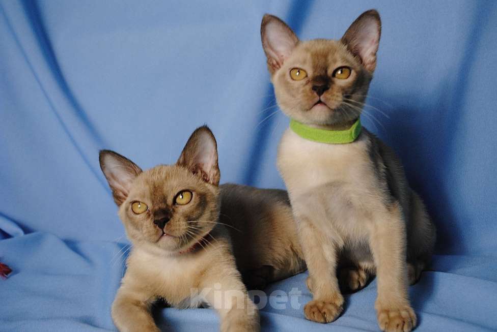 Кошки в Москве: Бурманские котята Девочка, 50 000 руб. - фото 4