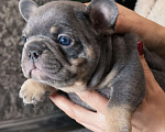 Собаки в Краснодаре: Французский бульдог Мальчик, 70 000 руб. - фото 3