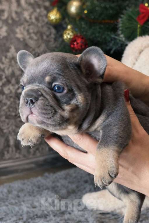 Собаки в Краснодаре: Французский бульдог Мальчик, 70 000 руб. - фото 3