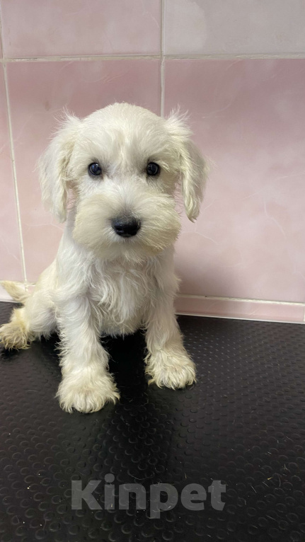 Собаки в Москве: Щенок цвергшнауцера белого Девочка, 55 000 руб. - фото 6