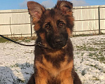 Собаки в Коломне: Продам щенка немецкой овчарки д ш. Девочки Девочка, 50 000 руб. - фото 8
