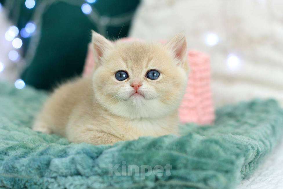 Кошки в Москве: Британская девочка Умница Девочка, 70 000 руб. - фото 5