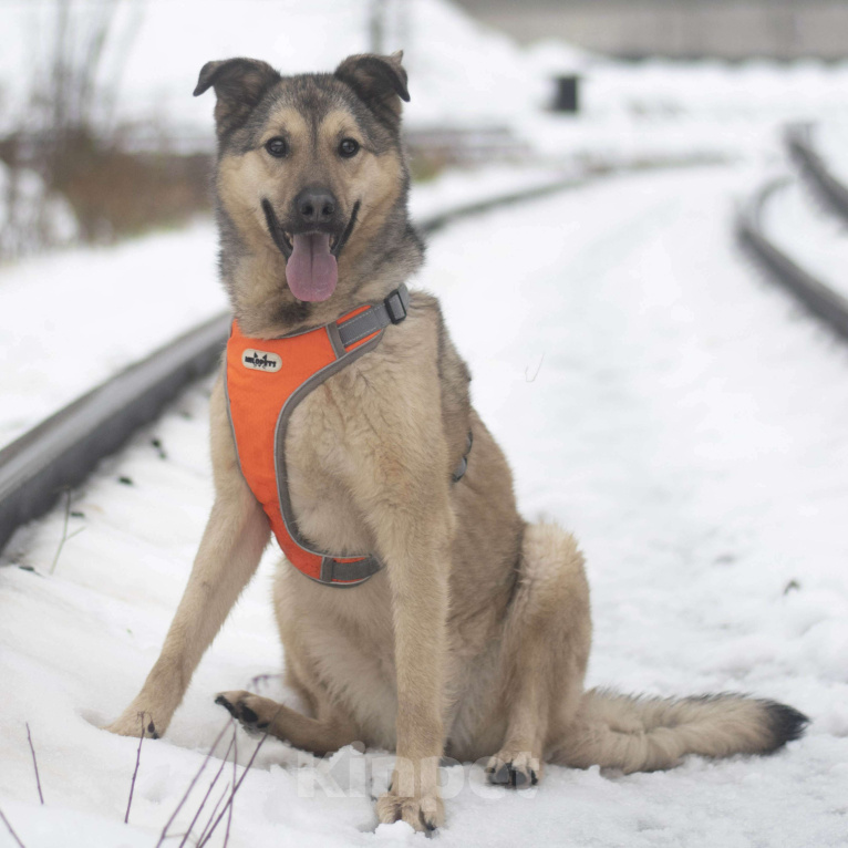 Собаки в Москве: Тайна Девочка, Бесплатно - фото 2