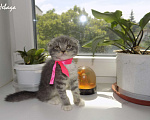 Кошки в Москве: Шотландский вислоухий короткошёрстный котёнок Девочка, 15 000 руб. - фото 1