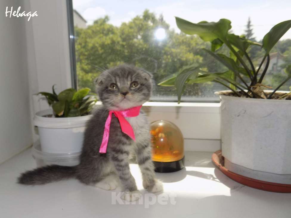 Кошки в Москве: Шотландский вислоухий короткошёрстный котёнок Девочка, 15 000 руб. - фото 1