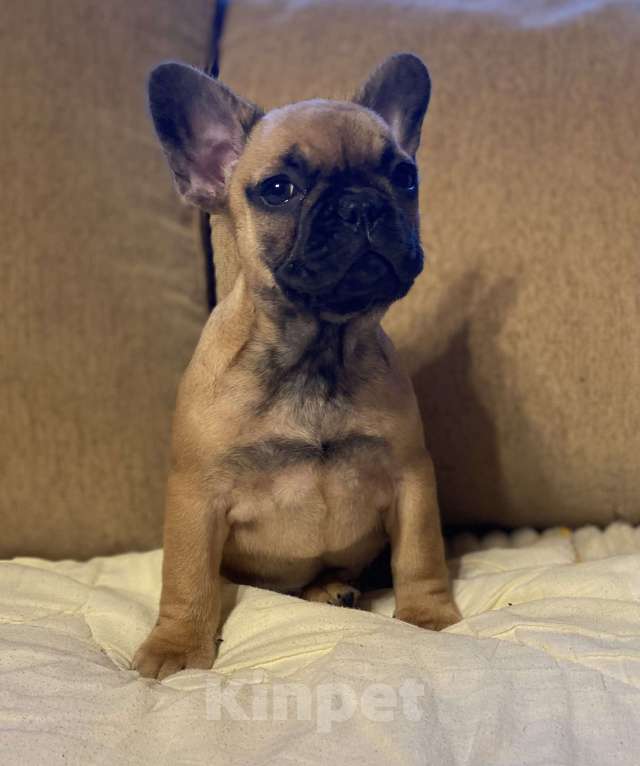 Собаки в Санкт-Петербурге: Шикарная девочка французик в мини размере  Девочка, 45 000 руб. - фото 5